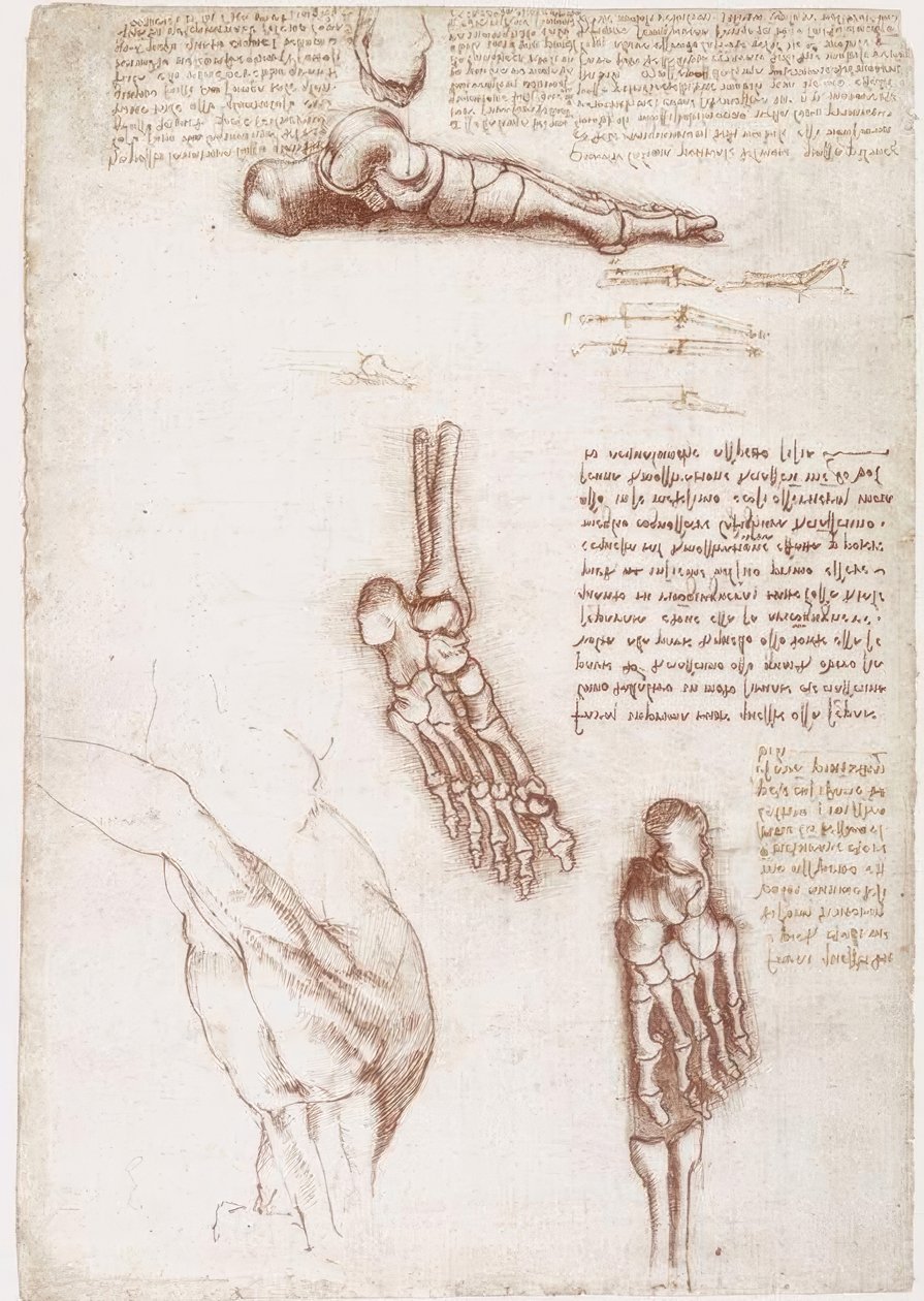 Estudos de anatomia: Anatomia da superfície do ombro - osso do pé de Leonardo da Vinci