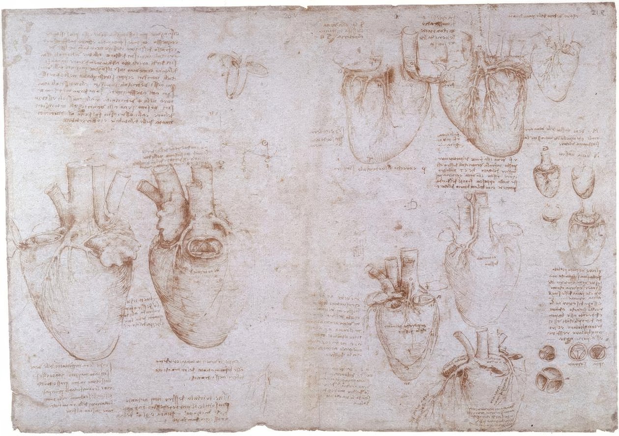 Estudos de anatomia: Veias de superfície ... de Leonardo da Vinci