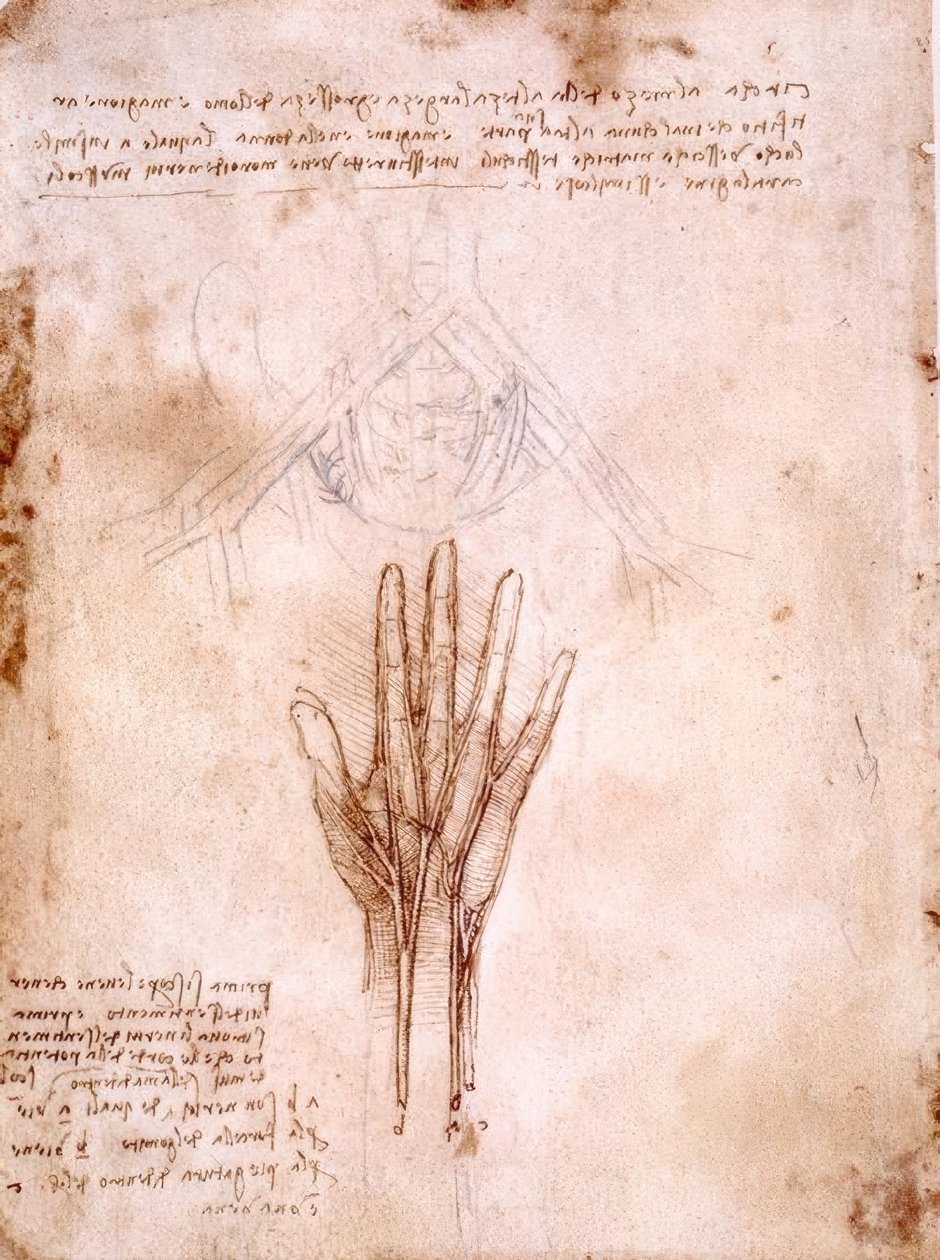Estudos de anatomia: Esboço dos vasos pélvicos ... de Leonardo da Vinci