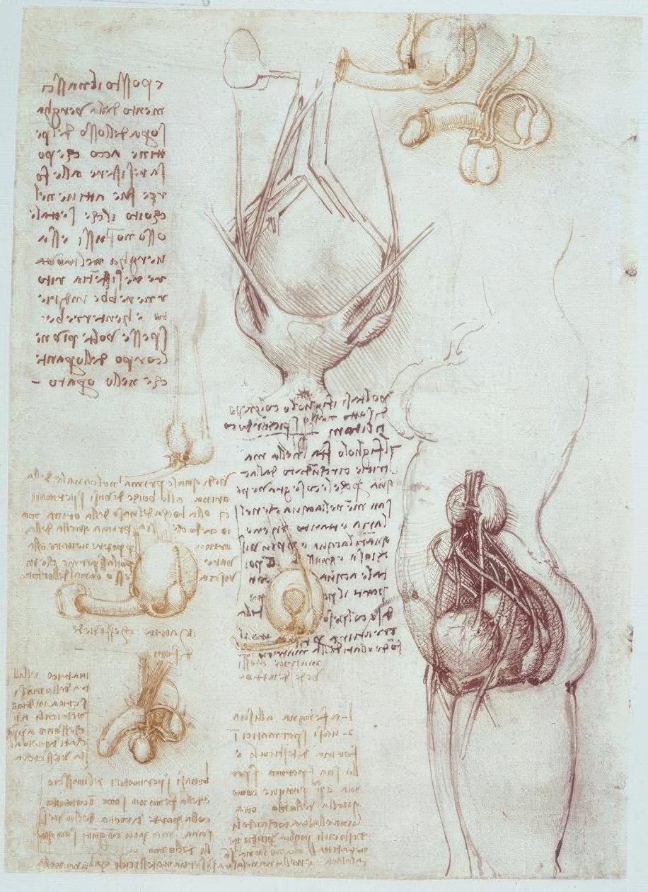 Estudos de anatomia: representações comparativas da genitália masculina e feminina de Leonardo da Vinci