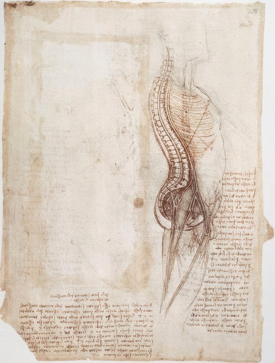 Estudos de anatomia: coluna ... de Leonardo da Vinci