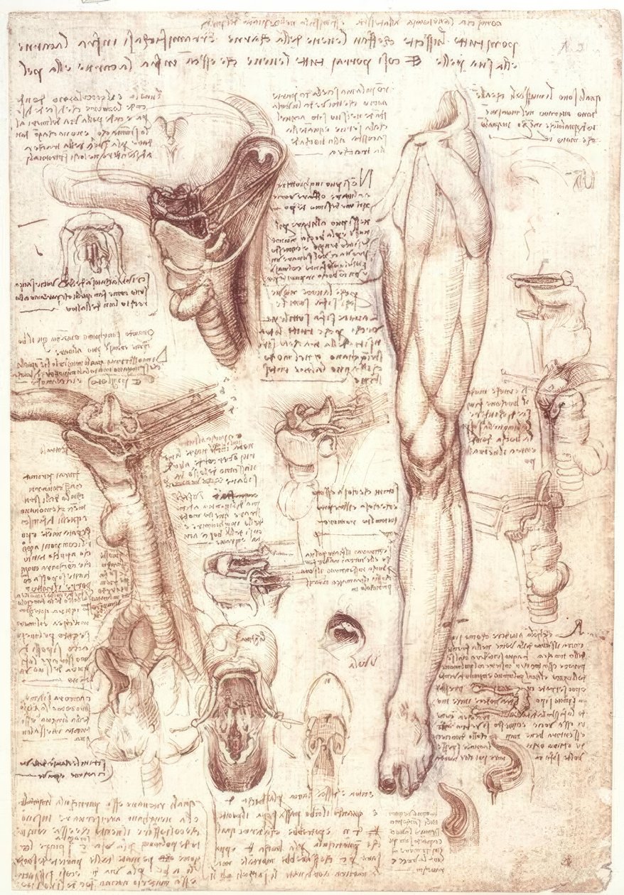 Estudos de anatomia: língua, garganta, laringe e esôfago de Leonardo da Vinci
