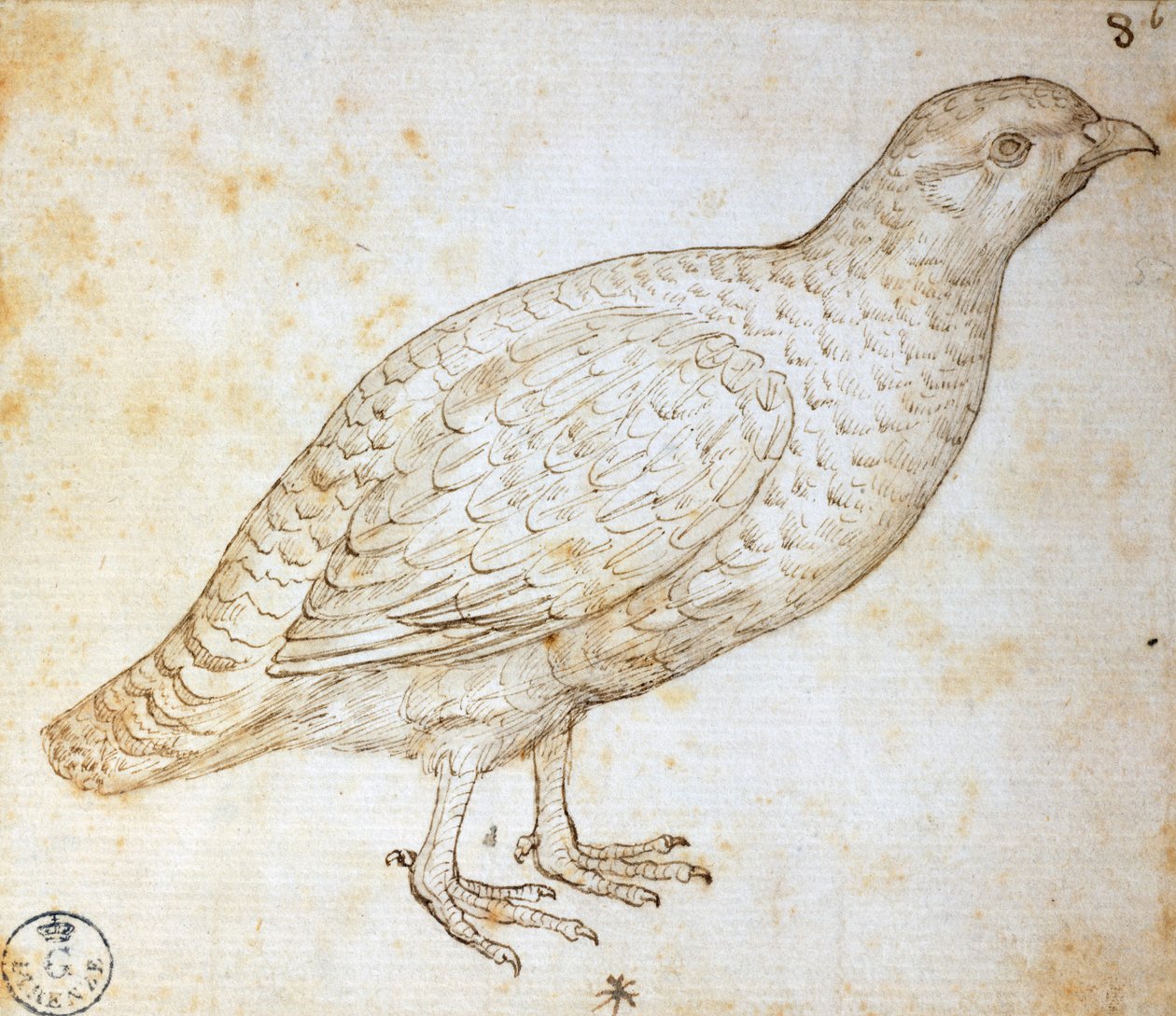 Estudos animais: codorniz, de Leonardo da Vinci (1452-1519), desenho 754 orn de Leonardo da Vinci