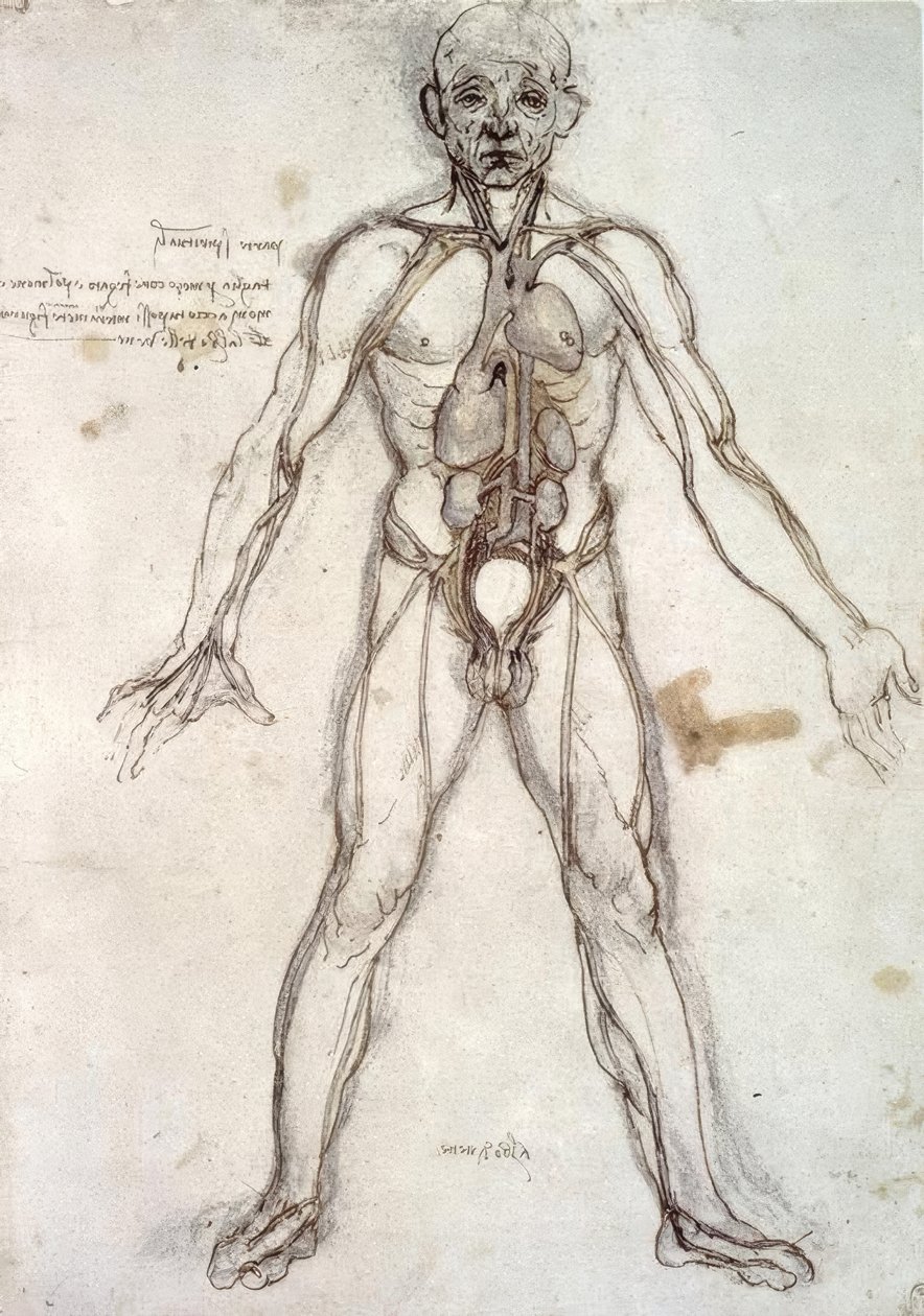 Árvore dos navios de Leonardo da Vinci