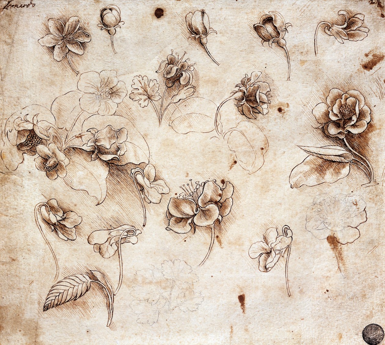 Mesa botânica, desenho 237 (desenho) de Leonardo da Vinci