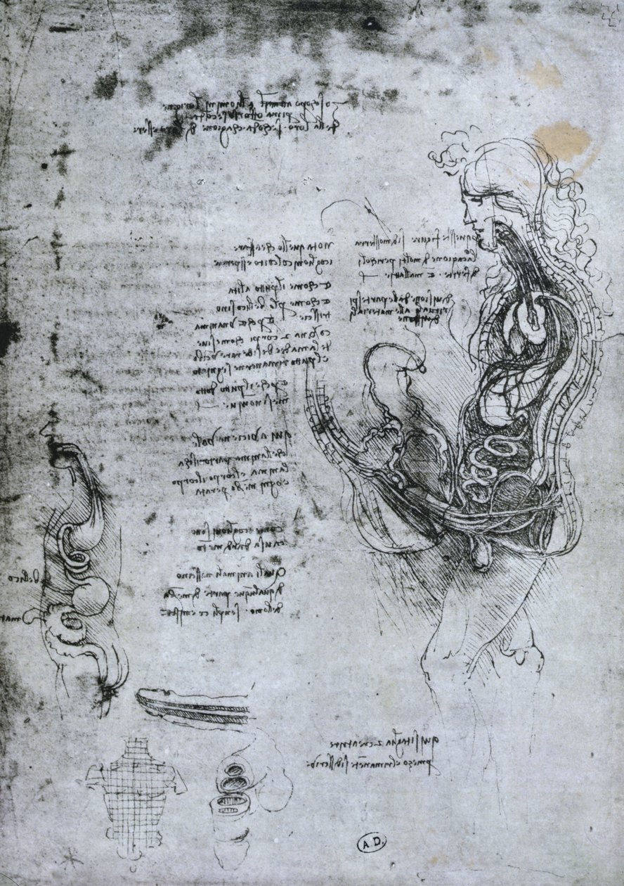 Coição de homem e mulher hemisectados, cópia fac-símile de Leonardo da Vinci