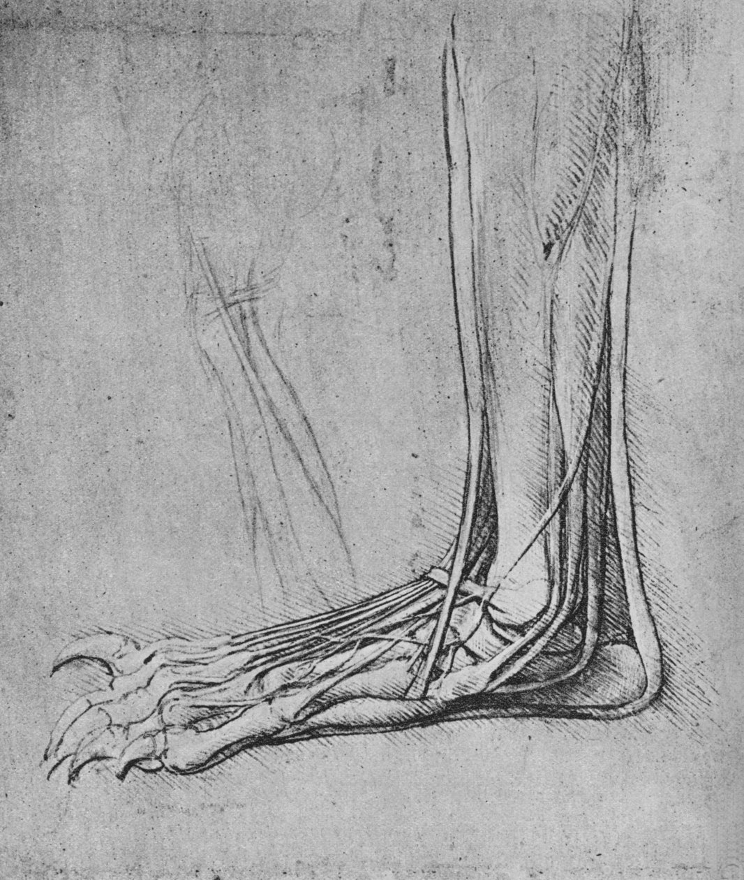 Dissecação de um pé de ursos para a esquerda, c1480 1945 de Leonardo da Vinci