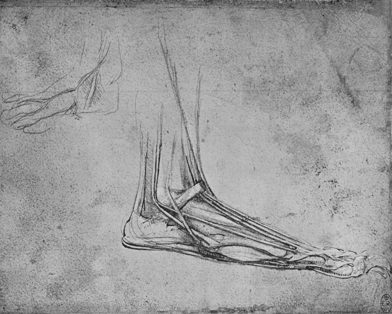 Dissecação de um pé de ursos para a direita, c1480 1945 de Leonardo da Vinci