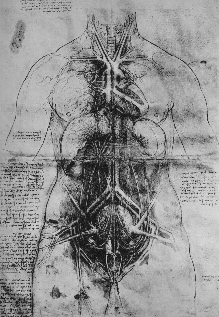 Dissecação dos principais órgãos de uma mulher, c1480 1945 de Leonardo da Vinci