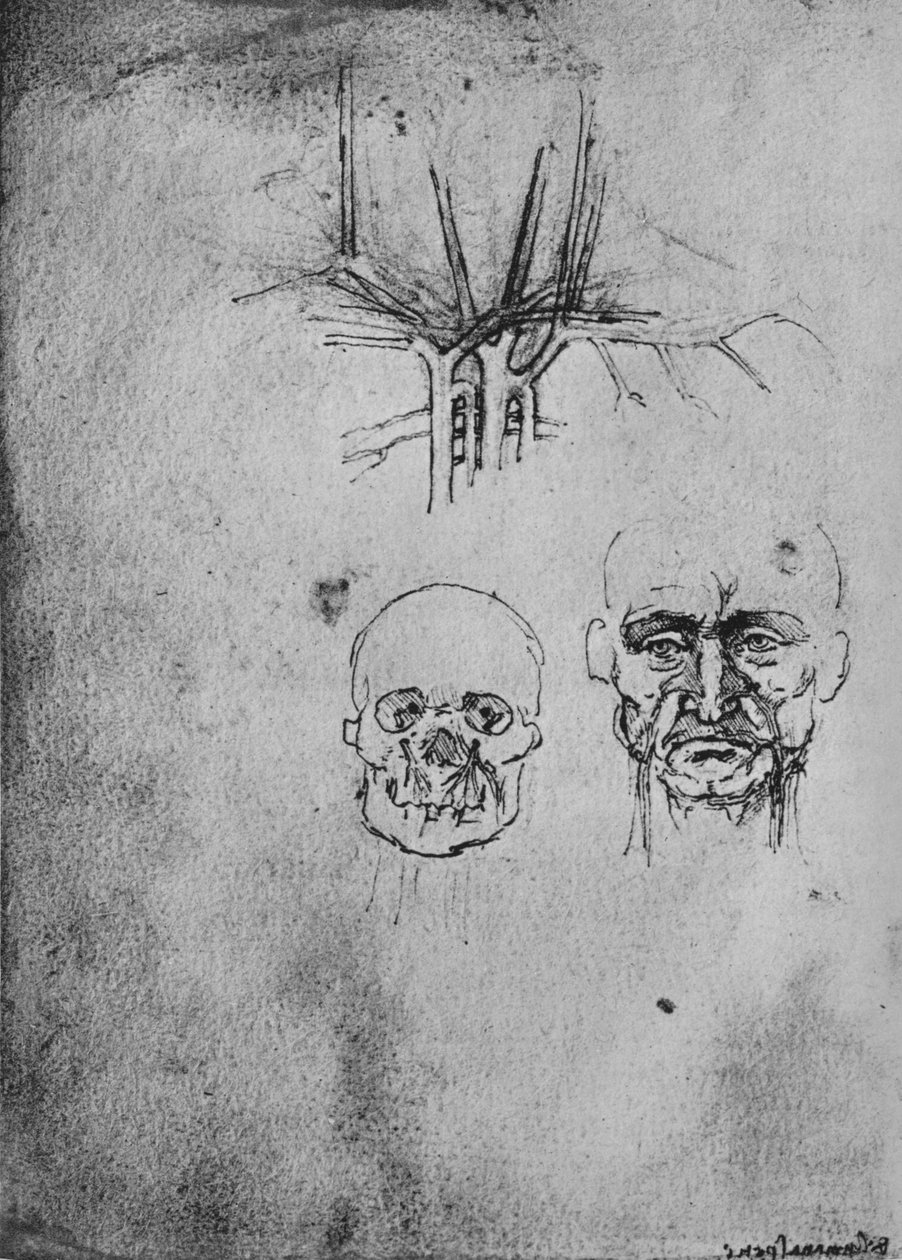 Desenho mostrando a posição dos vasos sanguíneos no pescoço e no rosto, c1480 1945 de Leonardo da Vinci