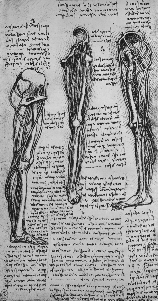 Desenhos de uma perna esquerda mostrando ossos e tendões, c1480 1945 de Leonardo da Vinci