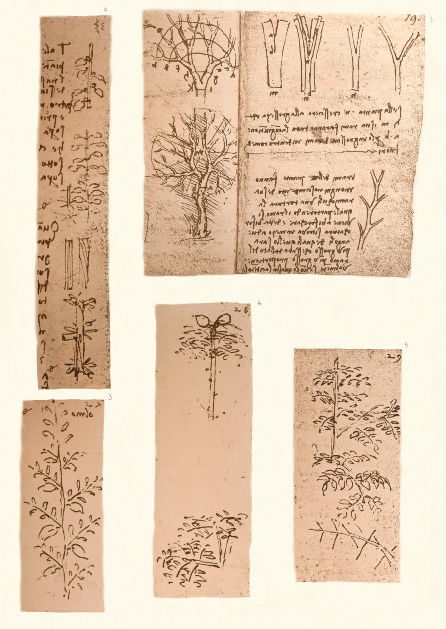 Cinco desenhos ilustrando os elementos da pintura de paisagem, c1472-c1519 1883 de Leonardo da Vinci