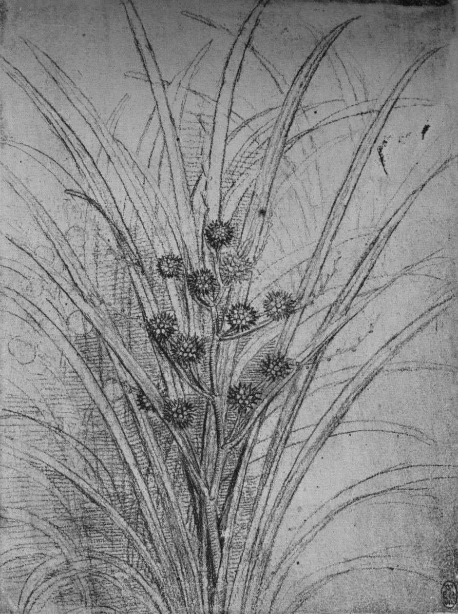 Juncos floridos, c1480 1945 de Leonardo da Vinci