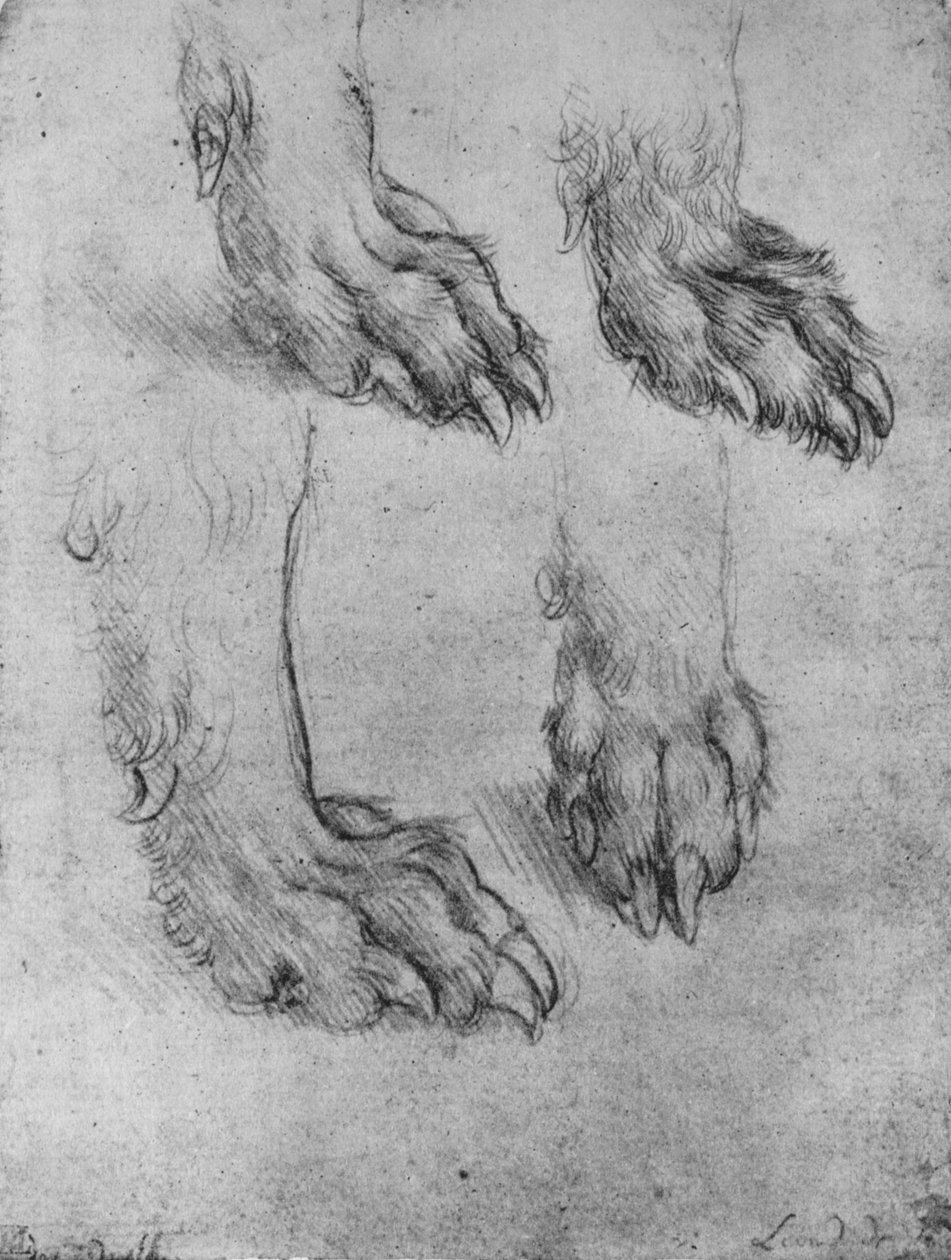 Quatro estudos das patas de um cão ou lobo, c1480 1945 de Leonardo da Vinci