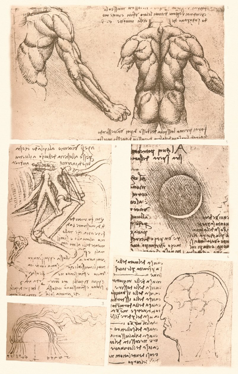 Quatro desenhos anatômicos, c1472-c1519 1883 de Leonardo da Vinci