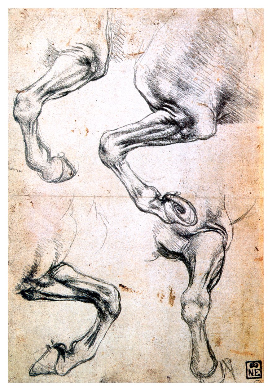 Quatro estudos sobre pernas de cavalos, c1500 de Leonardo da Vinci