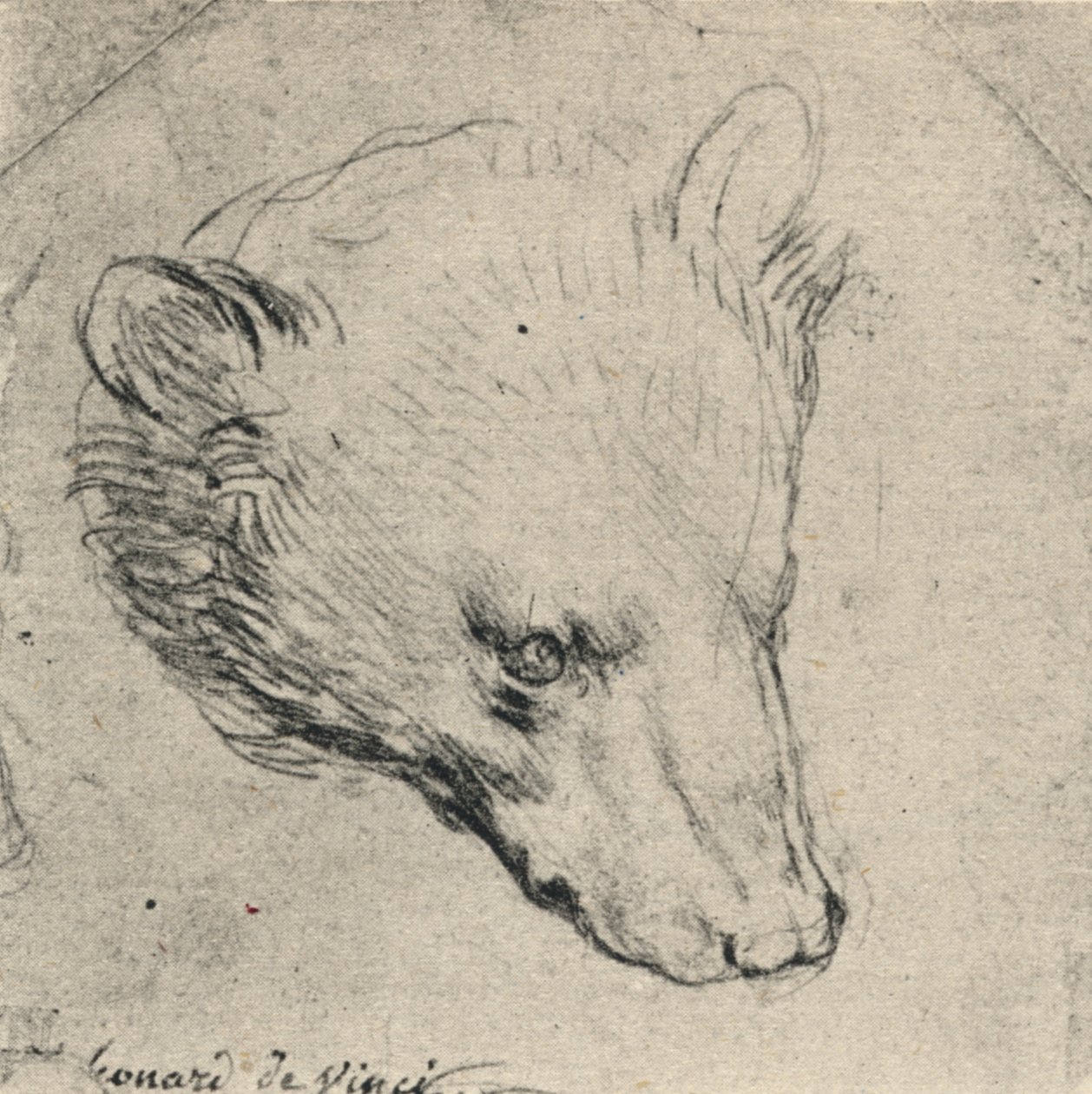 Cabeça de um urso, c1480 1945 de Leonardo da Vinci