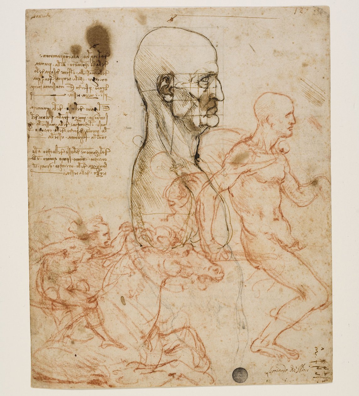 Busto humano de perfil com estudo de proporções, c. 1490-1499. de Leonardo da Vinci