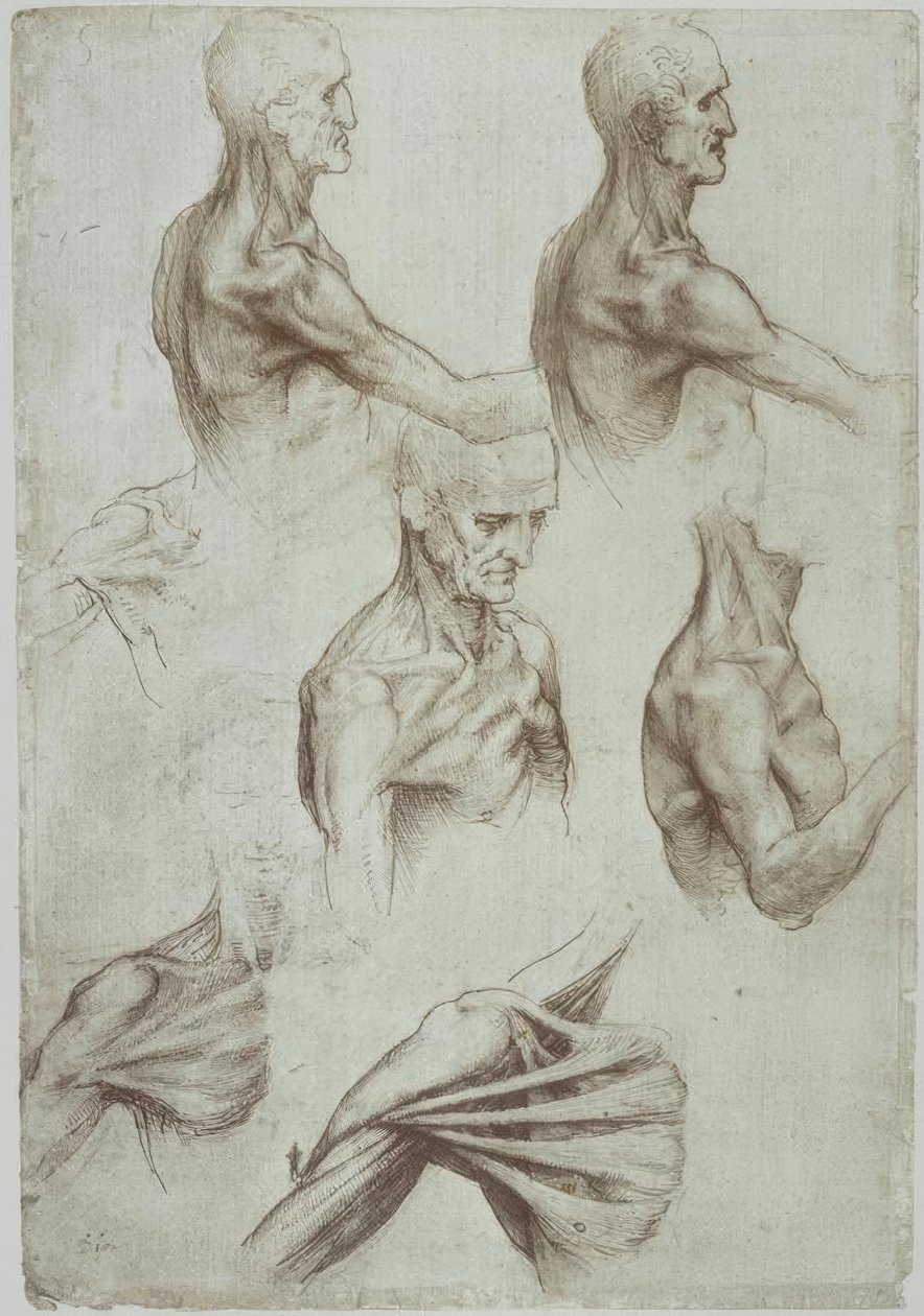 Leonardo - musculatura pescoço-ombro - f. 136v de Leonardo da Vinci