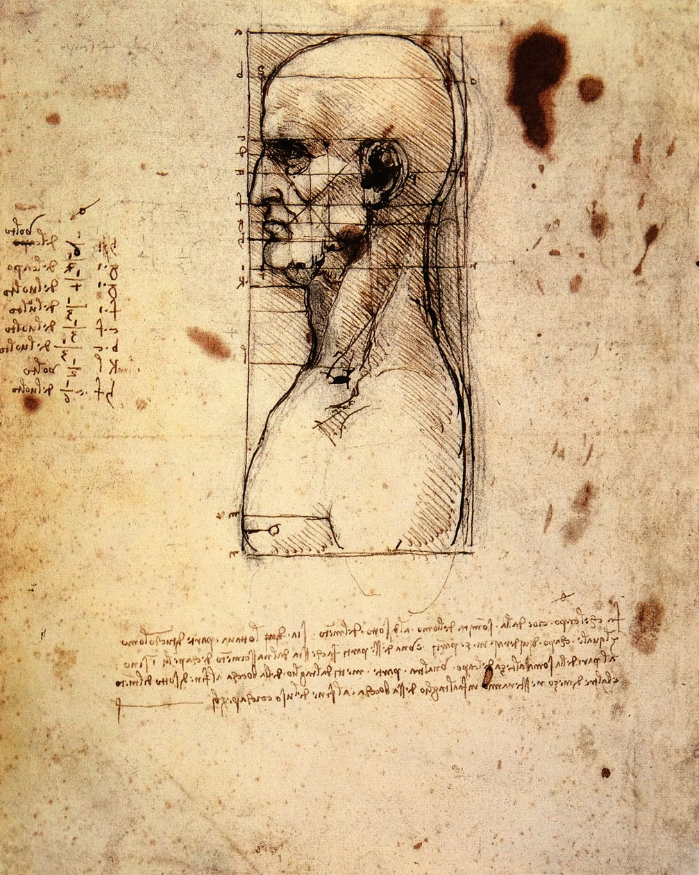 Cabeça masculina de perfil com proporções de Leonardo da Vinci