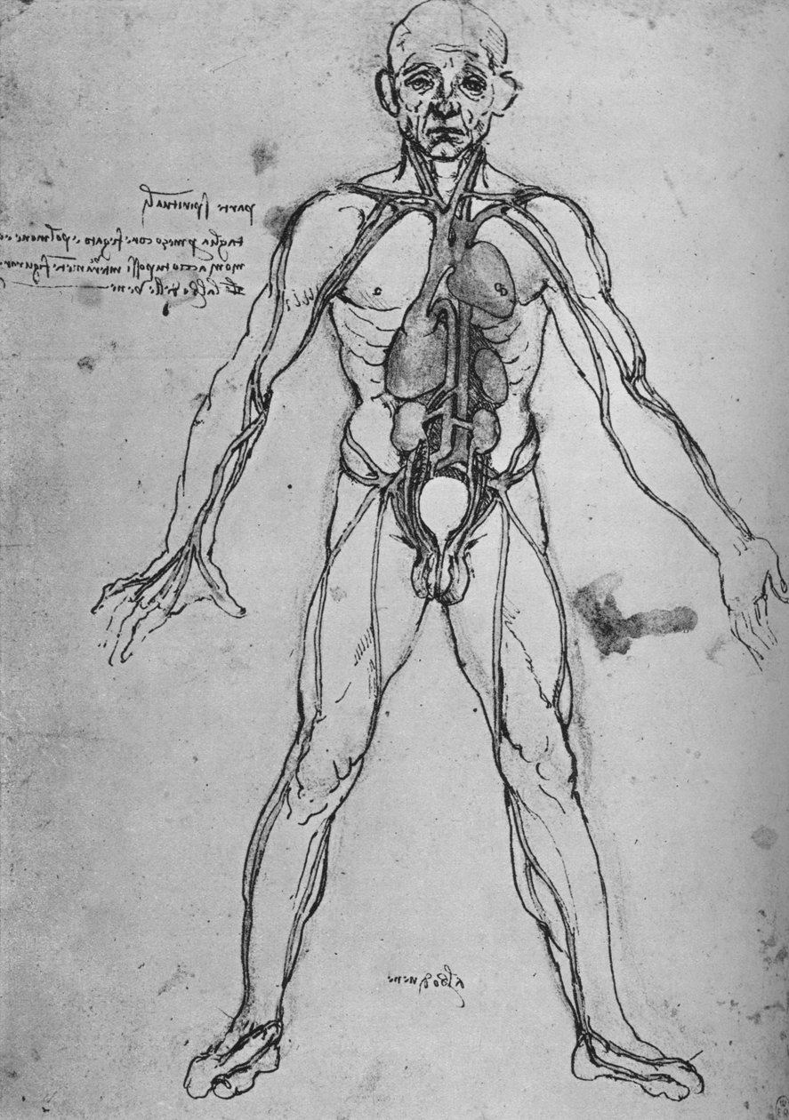 Homem desenhado como uma figura anatômica para mostrar o coração, pulmões e artérias principais, c1480 1945 de Leonardo da Vinci