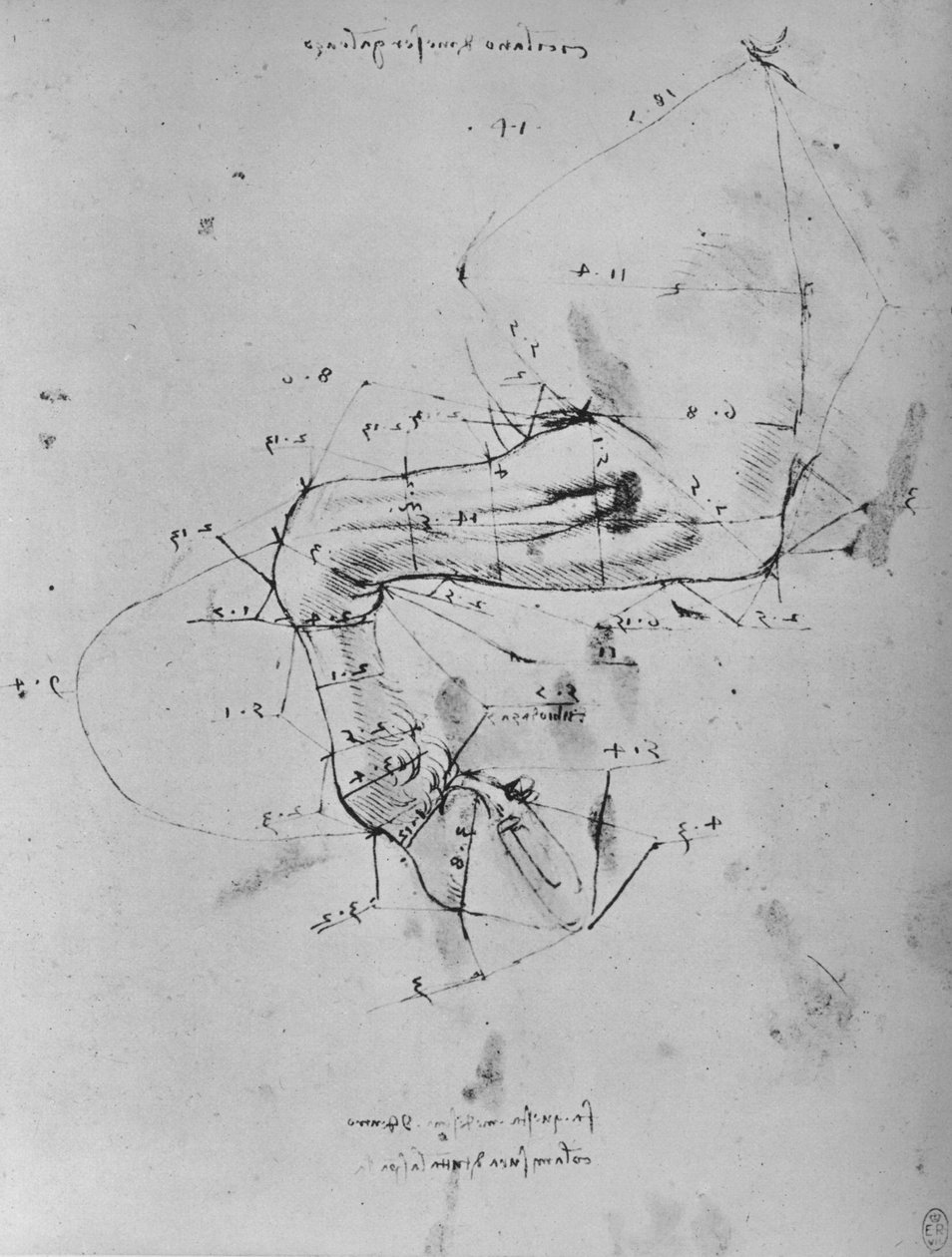 Desenho medido da perna anterior próxima de um cavalo, c1480 1945 de Leonardo da Vinci