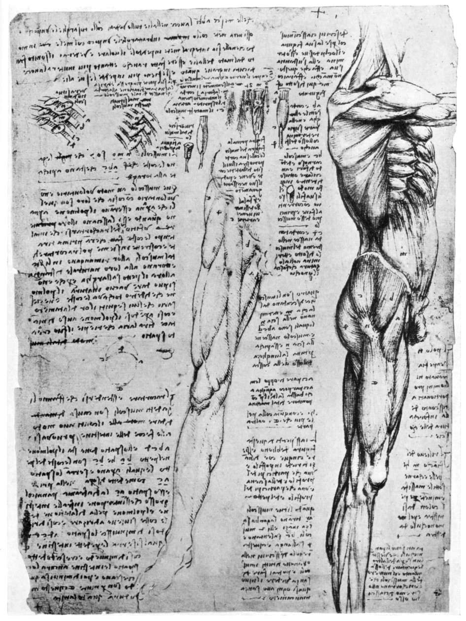 Estudos musculares, final do século XV ou início do século XVI, 1954 de Leonardo da Vinci