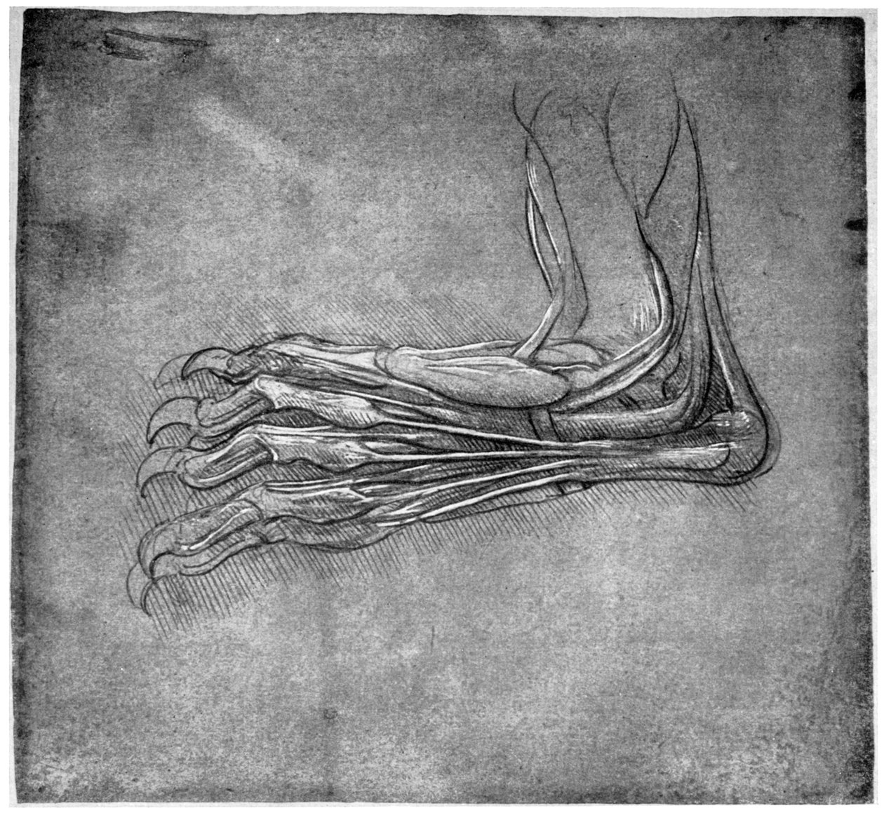 Músculos e tendões de um pé, possivelmente de uma lebre, final do século XV ou início do século XVI, 1954. de Leonardo da Vinci