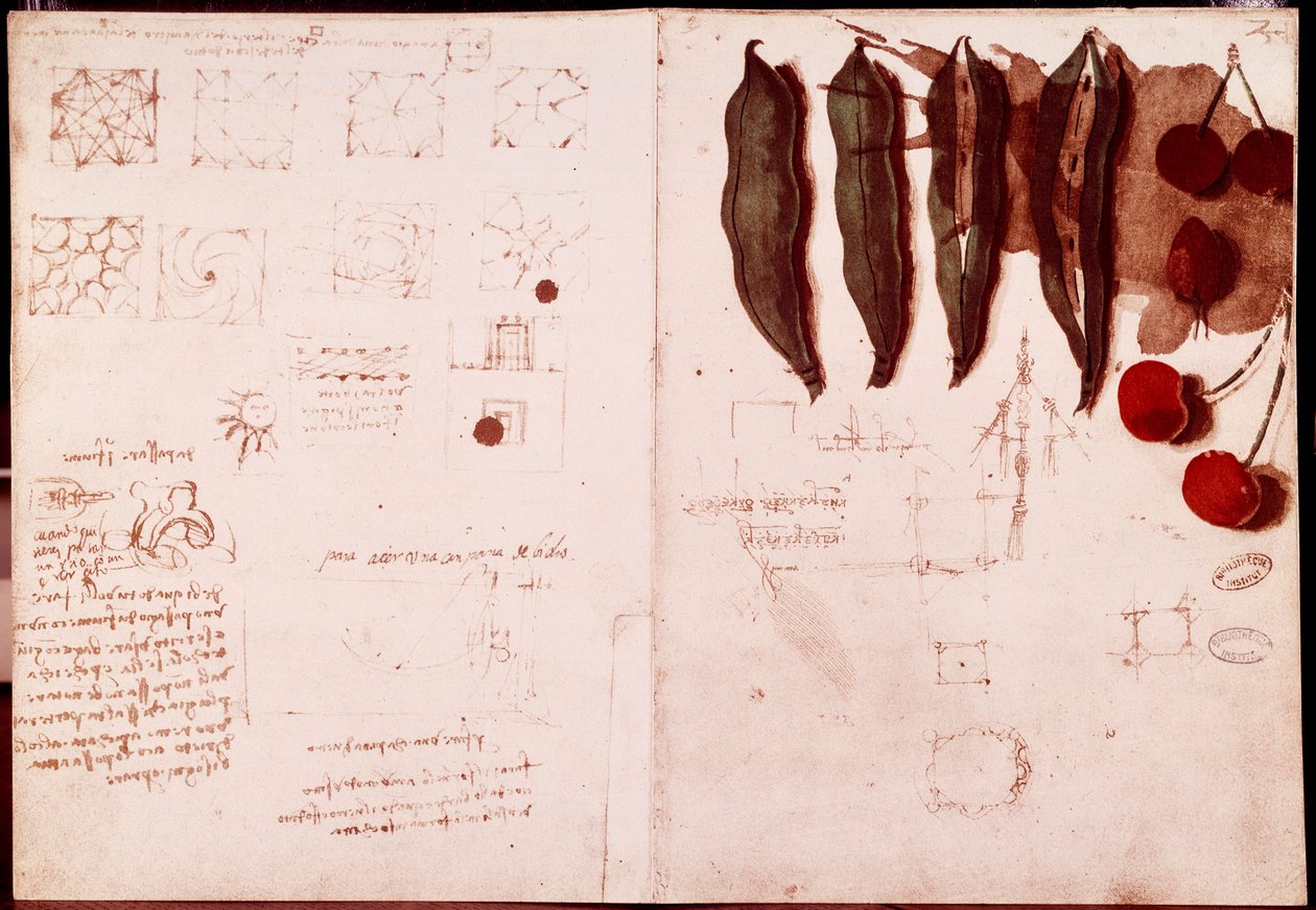 Notas e esboços de botânica e geometria. Desenho em página dupla de manuscrito de Leonardo da Vinci (1452-1519) de Leonardo da Vinci