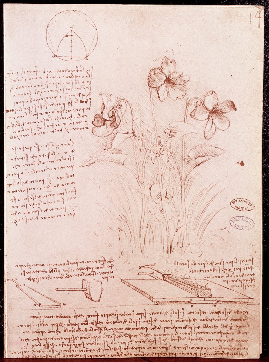 Notas e esboços de botânica e geometria: narcissus. Desenho em página dupla de manuscrito de Leonardo da Vinci (Leonardo da Vinci) (1452-1519) de Leonardo da Vinci