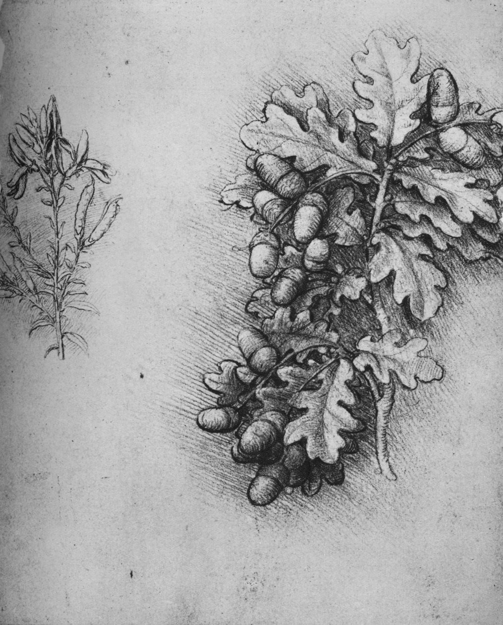 Folhas de carvalho com bolotas e tintureiros Greenweed, c1480 1945 de Leonardo da Vinci