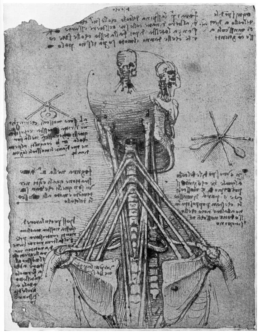 Vista traseira de um esqueleto mostrando os tendões do pescoço, final do século XV ou início do século XVI, 1954 de Leonardo da Vinci
