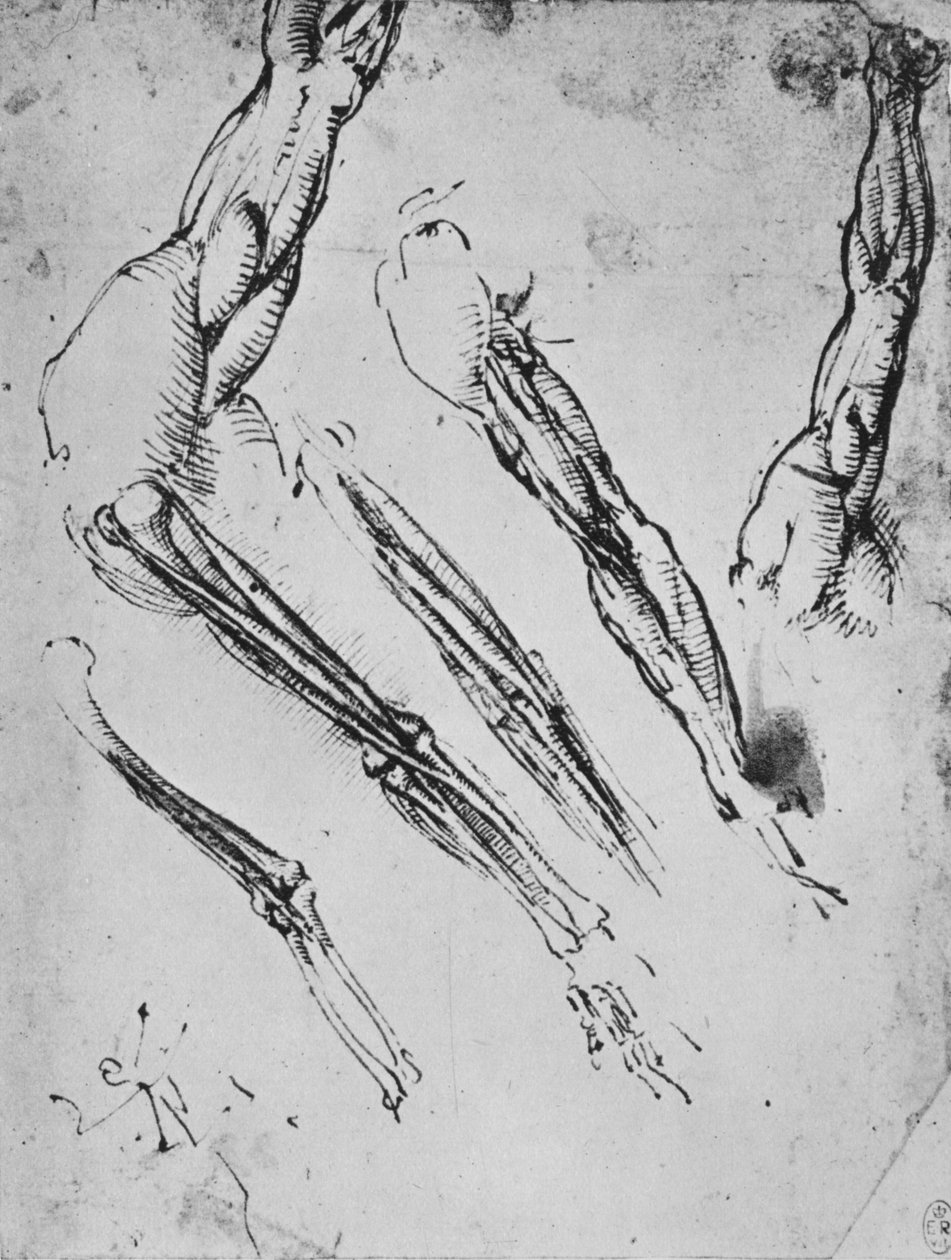 Seis estudos de um braço mostrando em três casos os ossos, c1480 1945 de Leonardo da Vinci