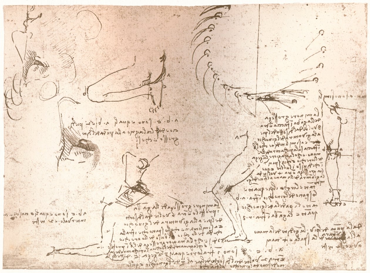 Esboços ilustrando a teoria das proporções da figura humana, c1472-c1519 1883 de Leonardo da Vinci