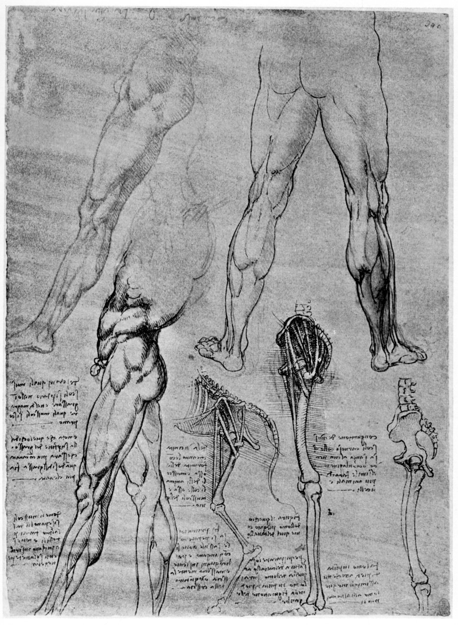 Estudos em anatomia comparada, 1506-1507 1954 de Leonardo da Vinci