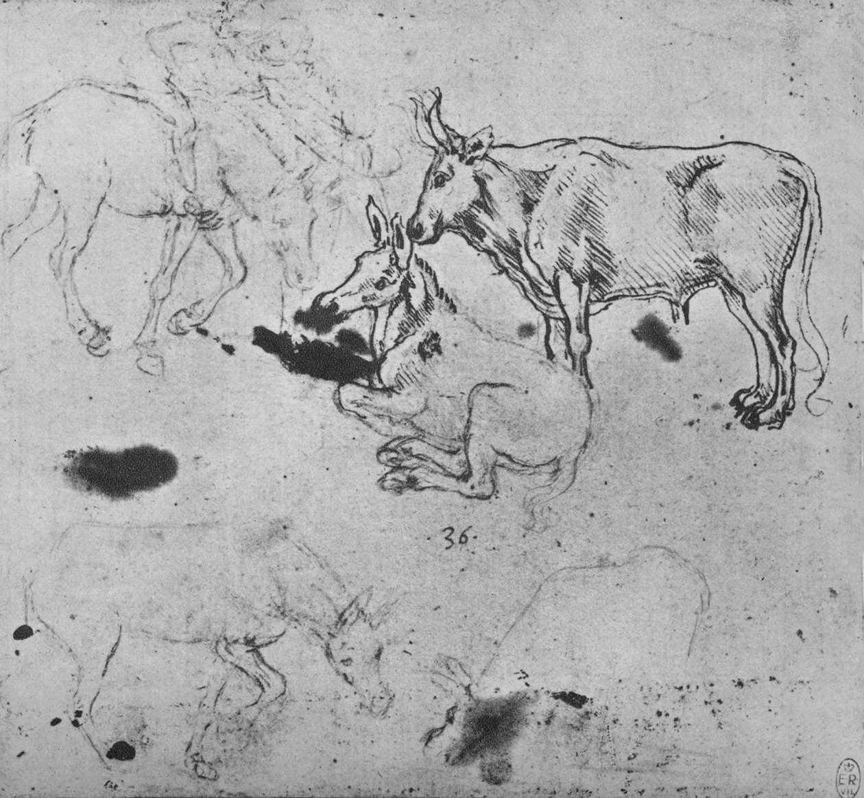 Estudos de asnos e de um boi, c1480 1945 de Leonardo da Vinci