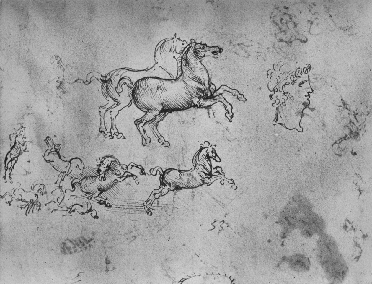 Estudos de cavalos a galope e uma cabeça, c1480 1945 de Leonardo da Vinci