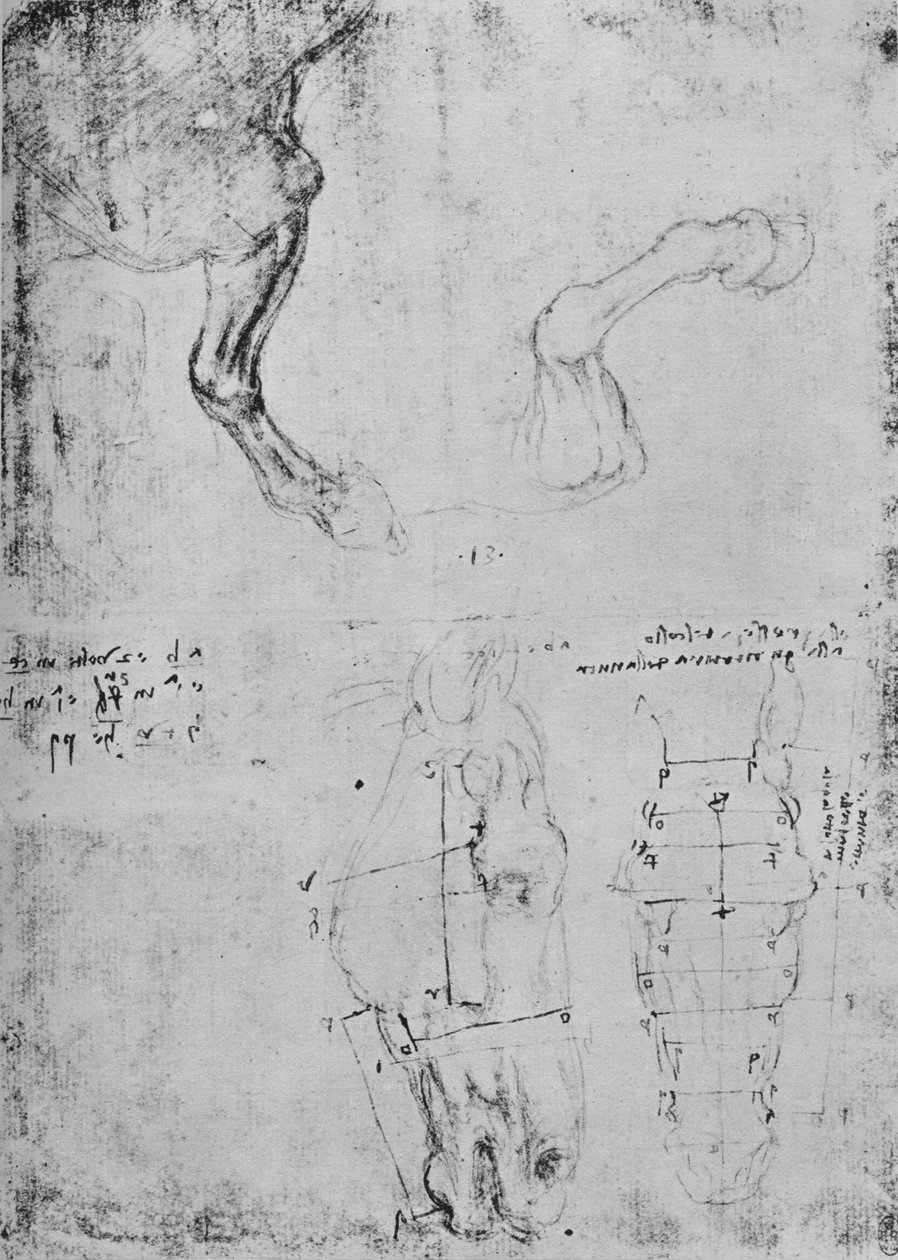 Estudos de pernas dianteiras de cavalos e desenhos medidos de cabeças de cavalo, c1480 1945 de Leonardo da Vinci