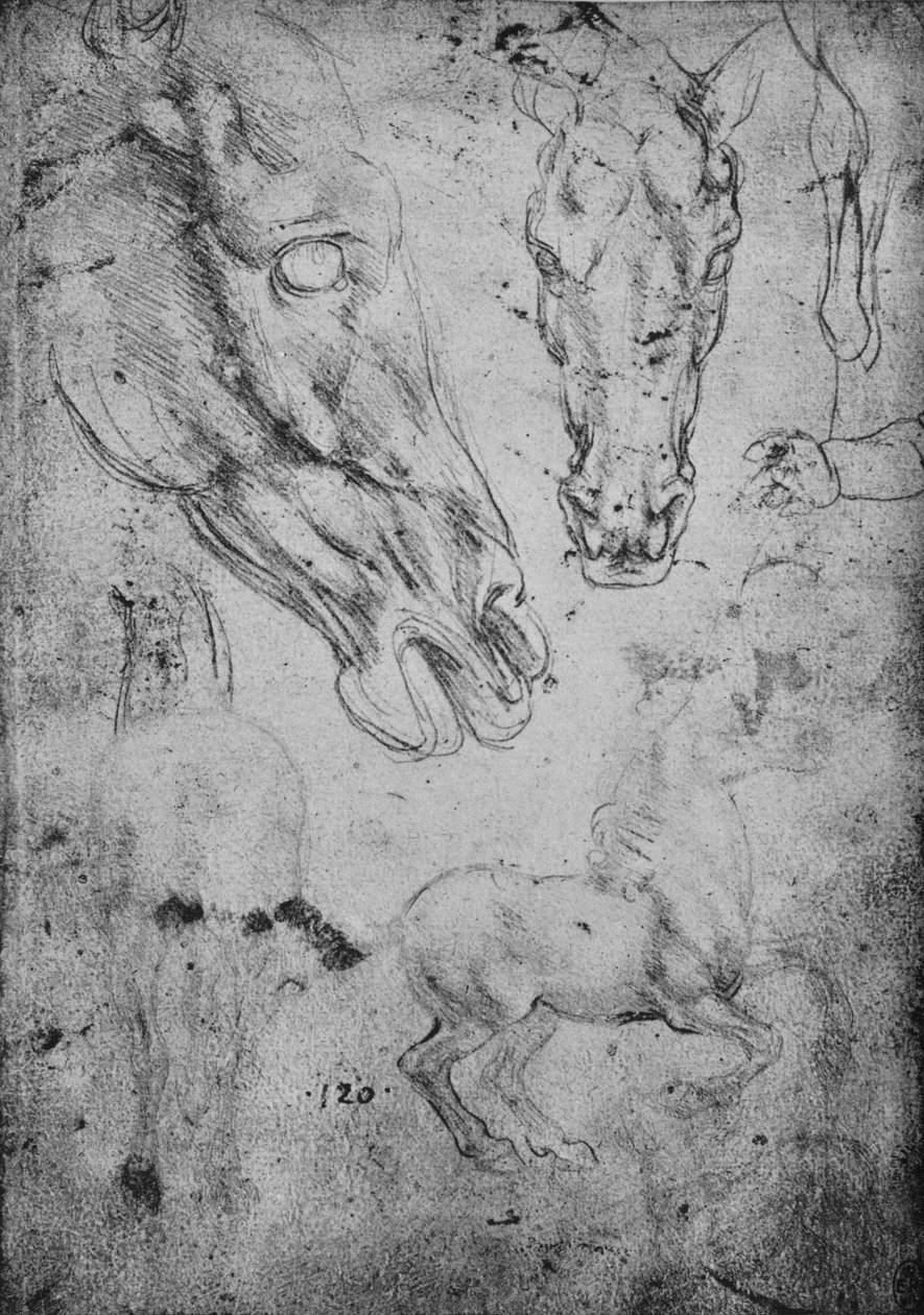 Estudos sobre Cavalos e Cabeças de Cavalos, c1480 1945 de Leonardo da Vinci