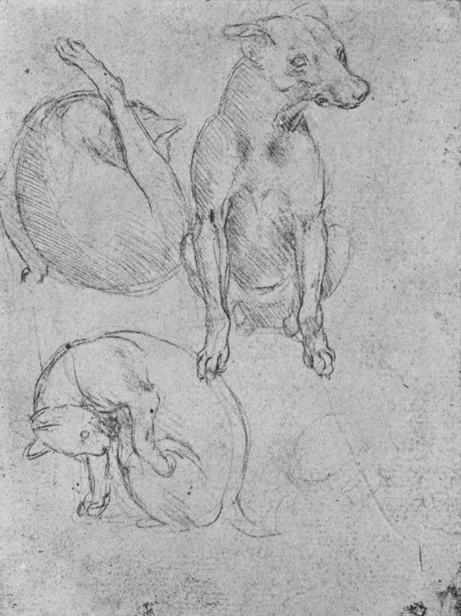 Estudos de um cão e de um gato, c1480 1945 de Leonardo da Vinci