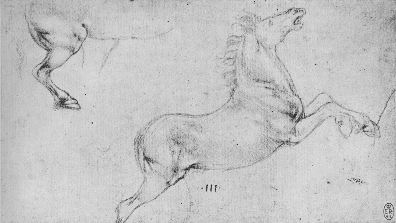 Estudos de um cavalo de criação e de um quarto traseiro de cavalos, c1480 1945 de Leonardo da Vinci