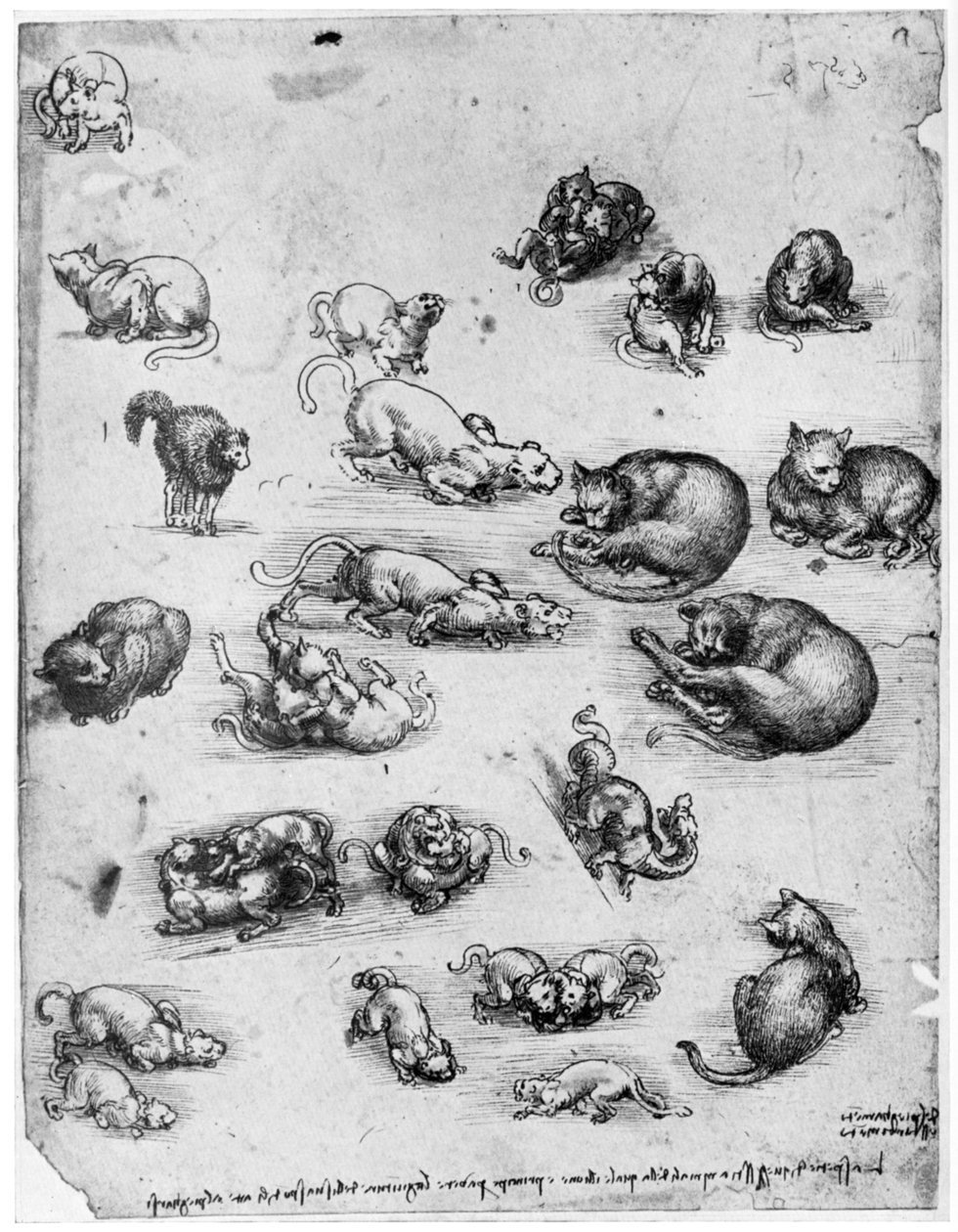 Estudos de gatos, 1513-1515 1954 de Leonardo da Vinci