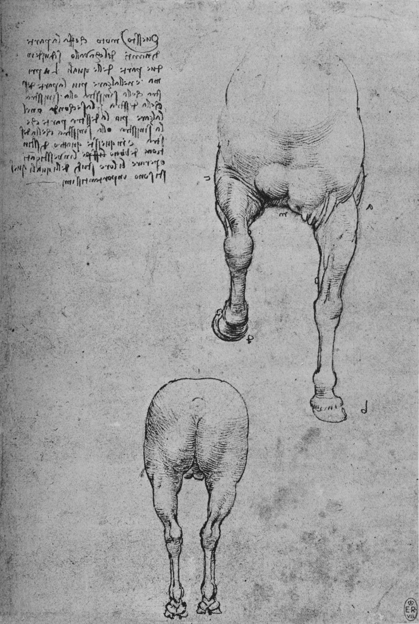 Estudos dos quartos dianteiros e traseiros de um cavalo, c1480 1945 de Leonardo da Vinci
