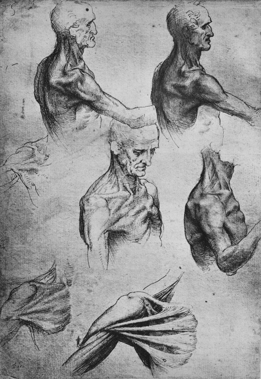 Estudos da cabeça e dos ombros de um homem, c1480 1945 de Leonardo da Vinci