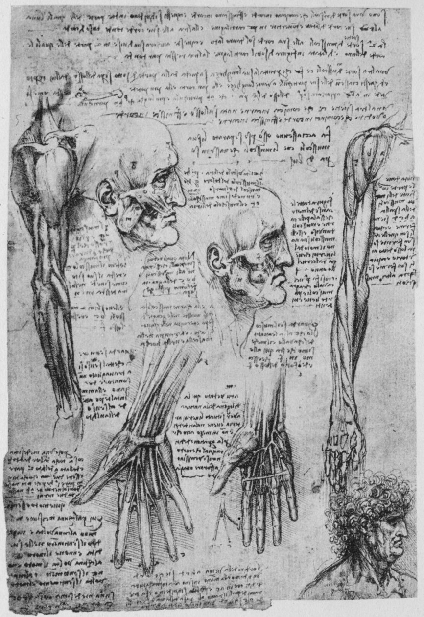 Estudos dos músculos do rosto e do braço, c1480 1945 de Leonardo da Vinci