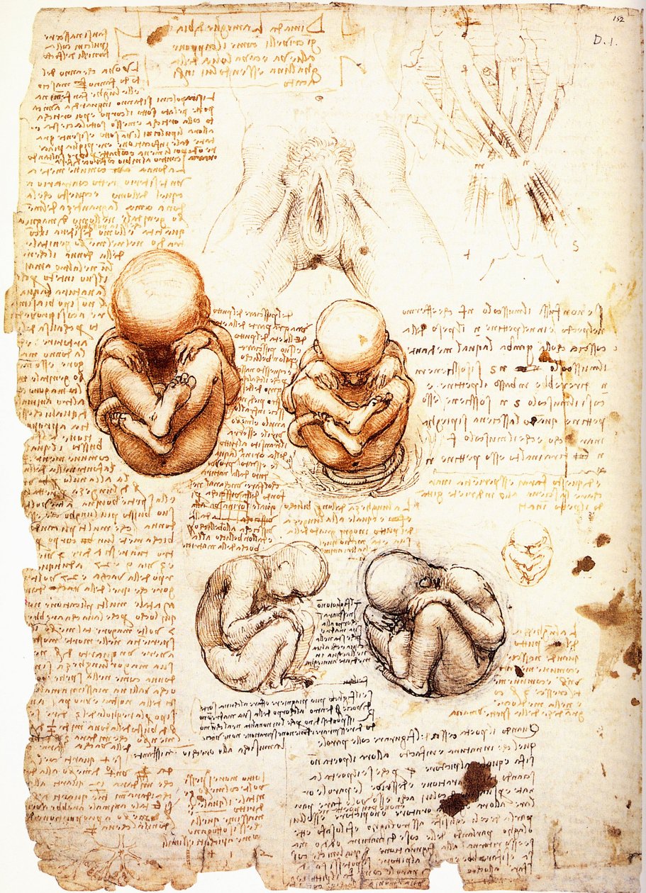 Estudos sobre o feto, imaginado pelo artista a partir da observação por cesariana ou de um cadáver amp; a estrutura dos órgãos genitais e dos músculos pélvicos da mulher/a mulher. de Leonardo da Vinci