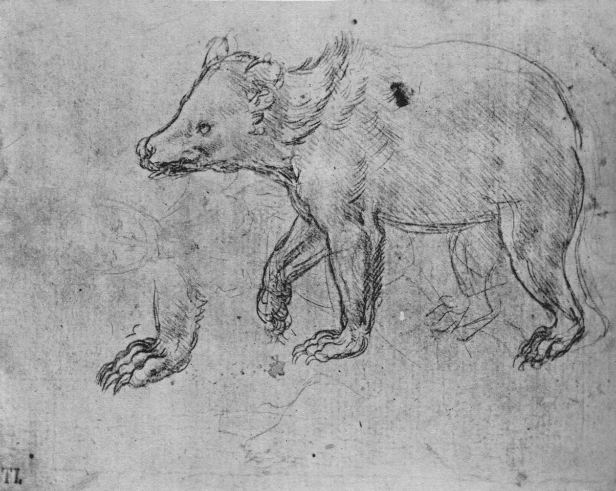 Estudo de um urso, c1480 1945 de Leonardo da Vinci