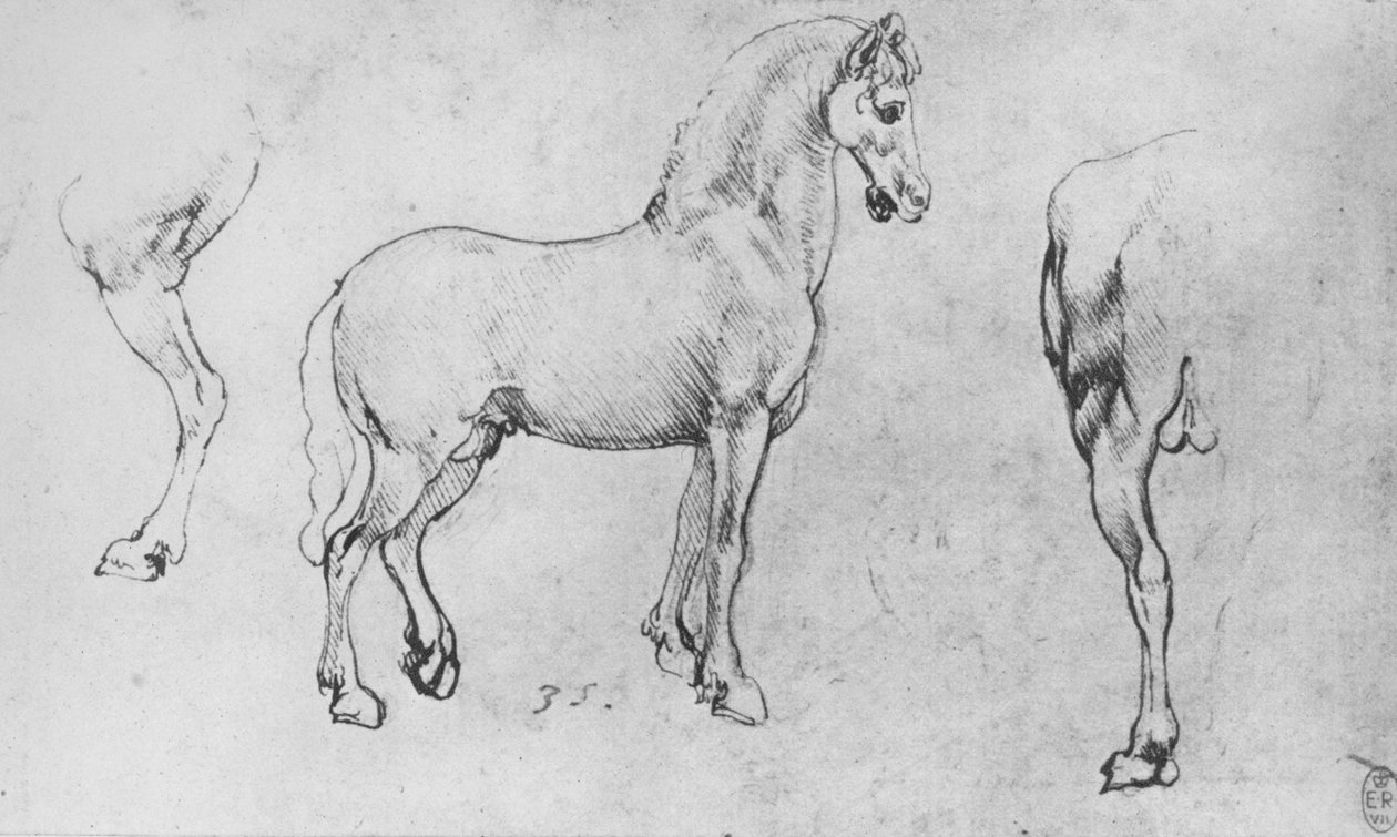 Estudo de um cavalo, sua perna traseira e quartos traseiros, c1480 1945 de Leonardo da Vinci