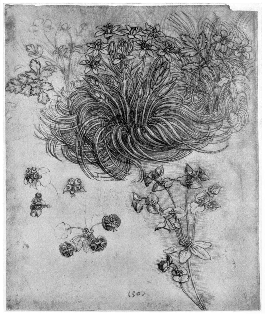 Estudo de uma planta da Estrela de Belém, 1505-1507 1954 de Leonardo da Vinci