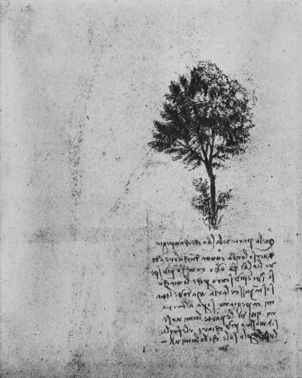 Estudo de uma árvore, c1480 1945 de Leonardo da Vinci